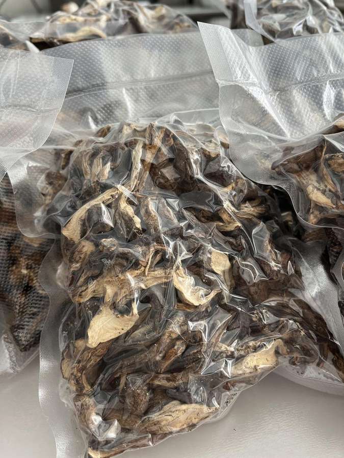 野松茸自然拍摄