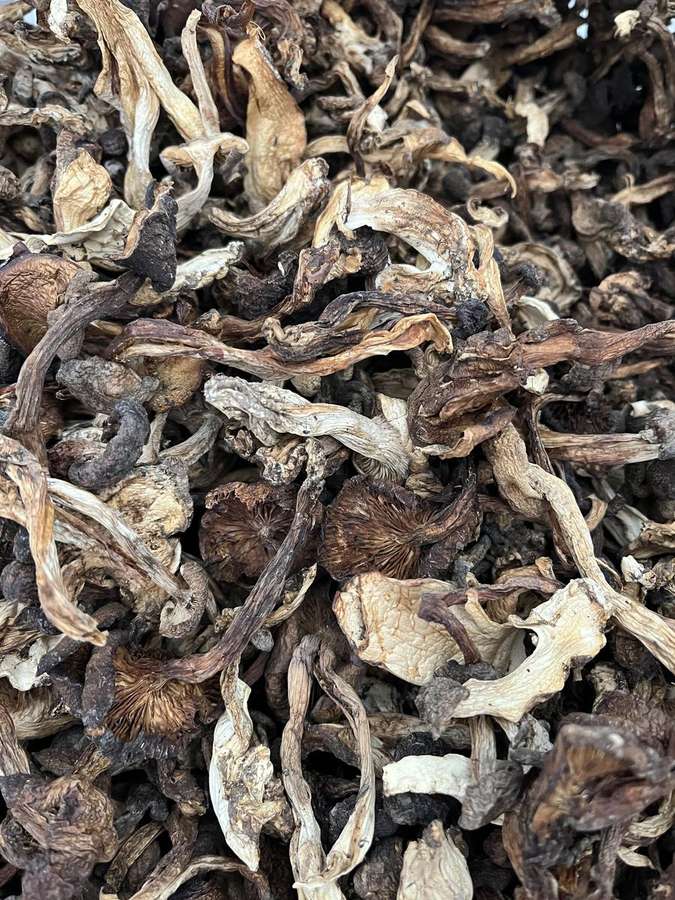 野松茸实拍