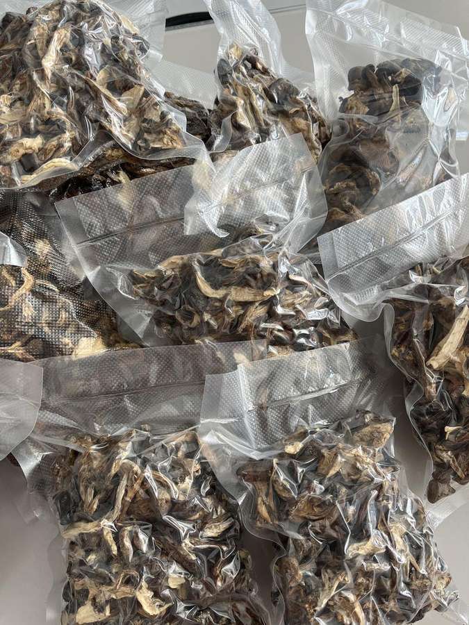 祁连雪山野松茸