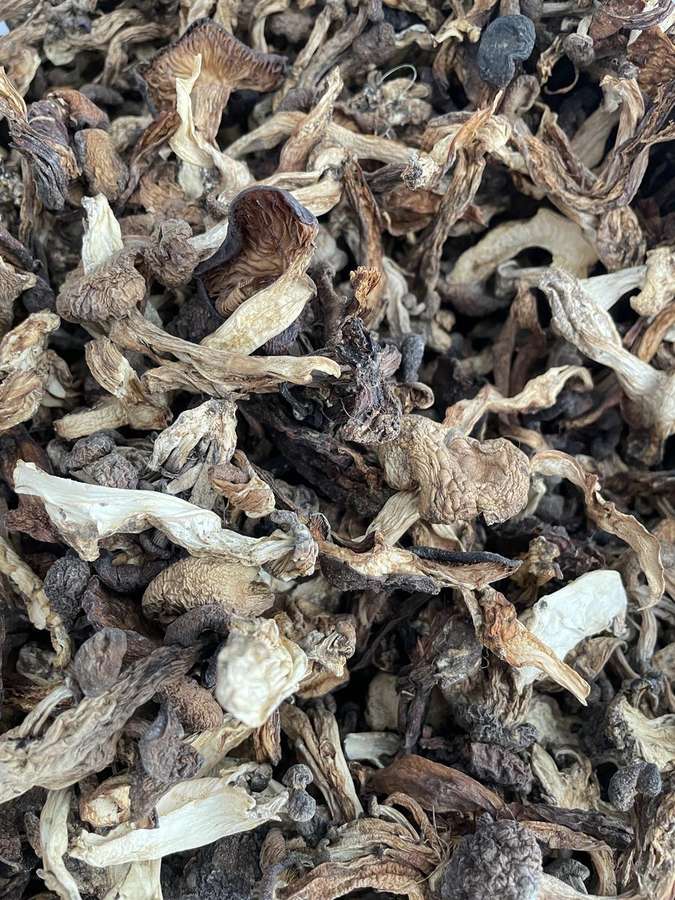 松茸自然拍摄
