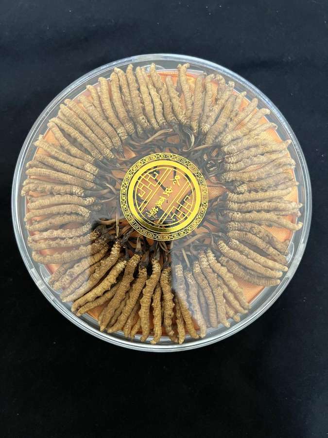 虫草品质展示